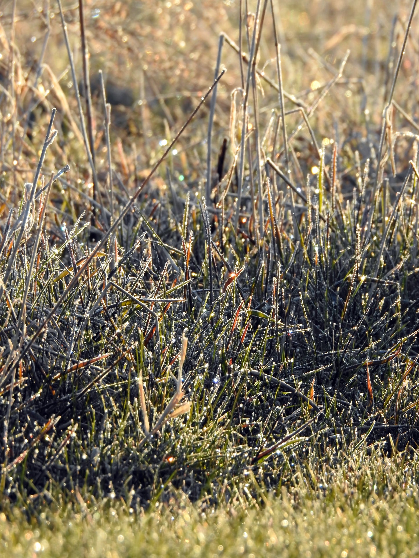 Photos by Nicole Horlor, Kingston, ON, Canada