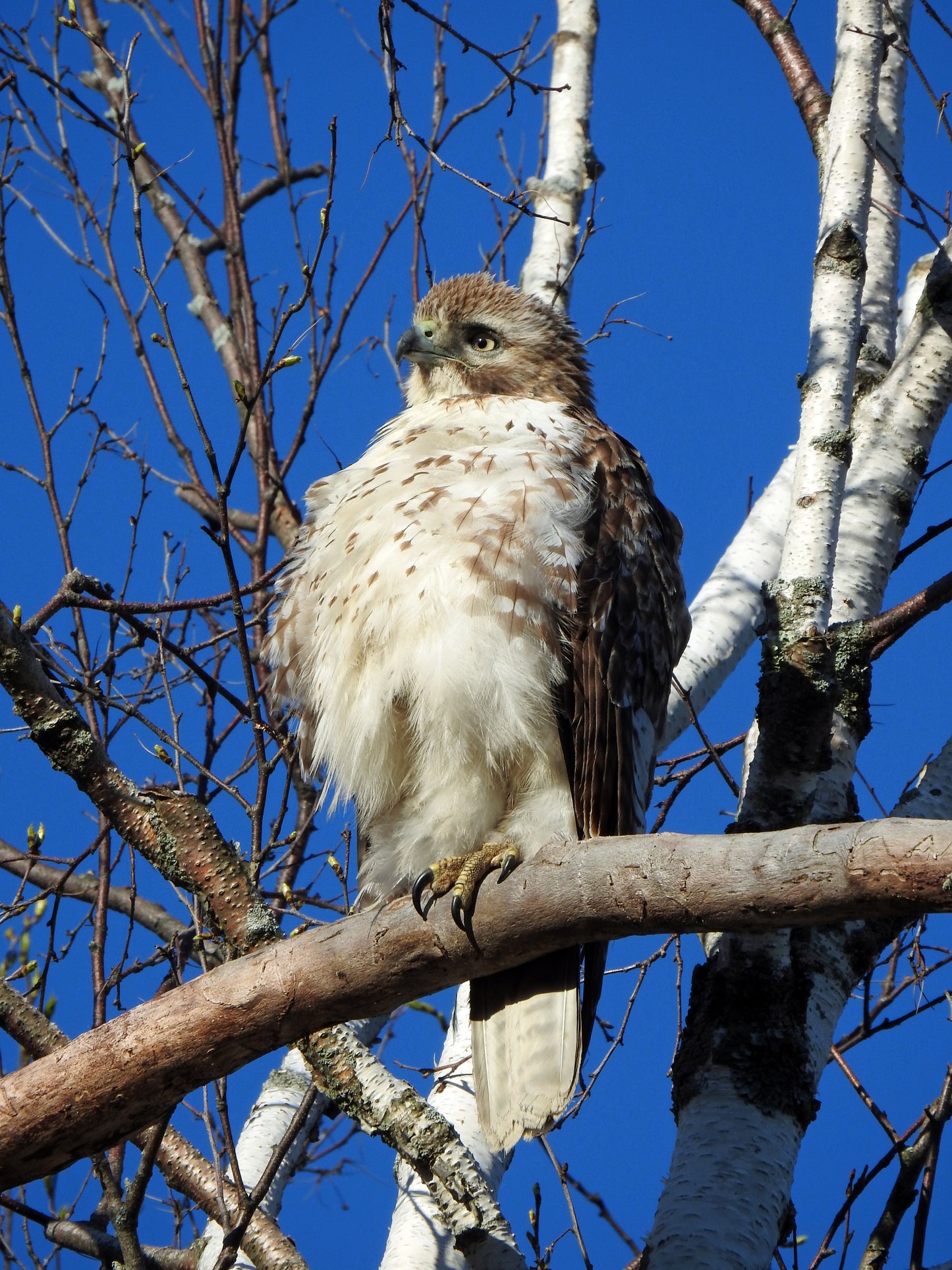 photo by Nicole Horlor, Kingston, ON, Canada