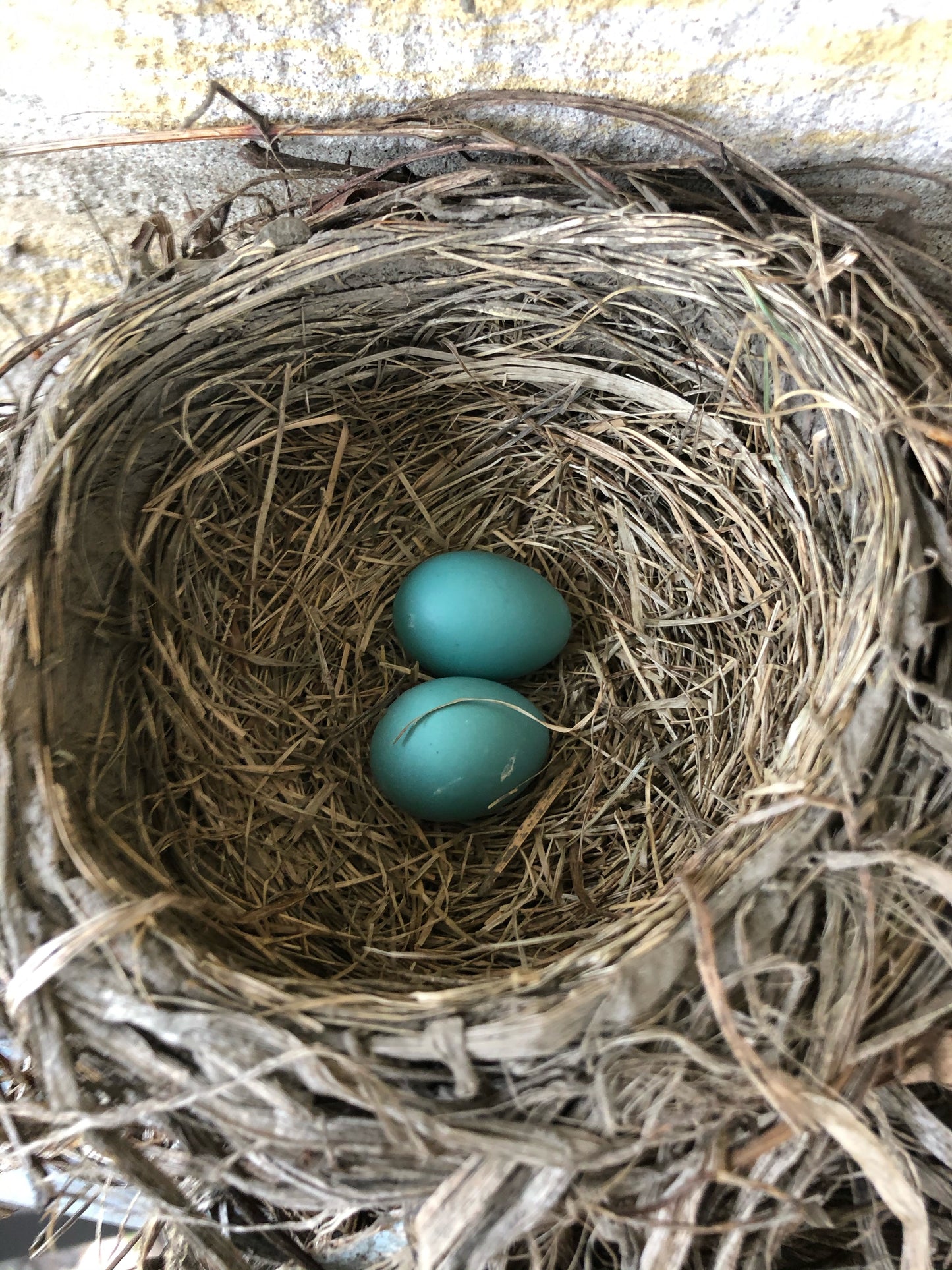 Robin's eggshell inlay bangle