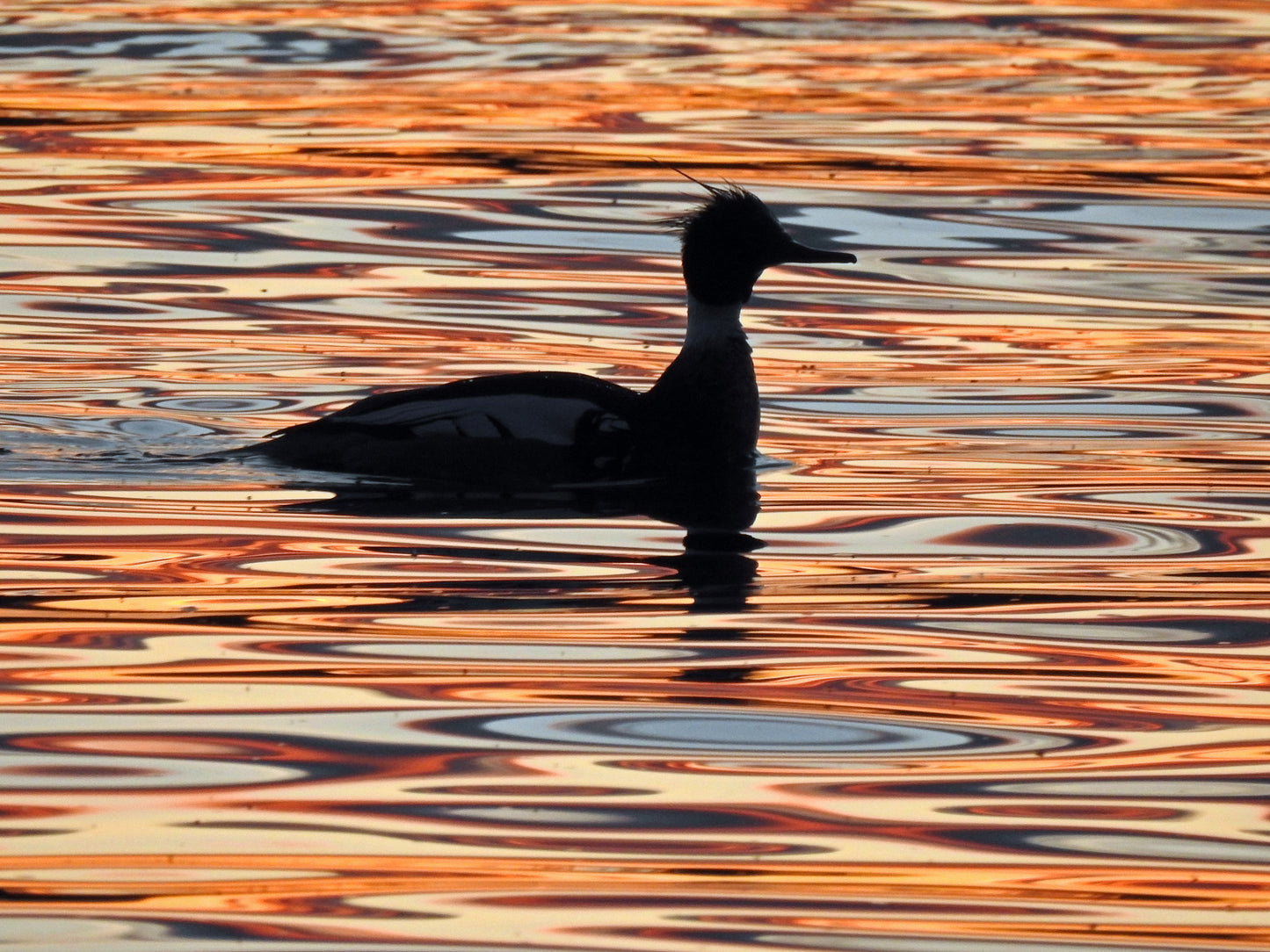 Lavender Orange water