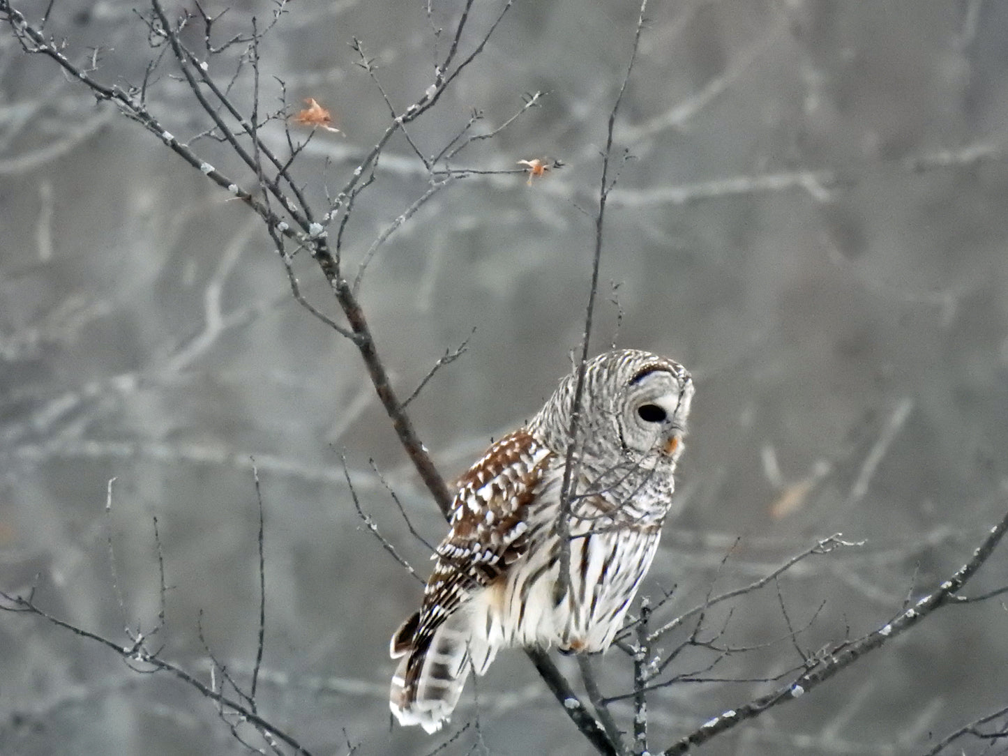 Photo by Nicole Horlor, Kingston, ON Canada