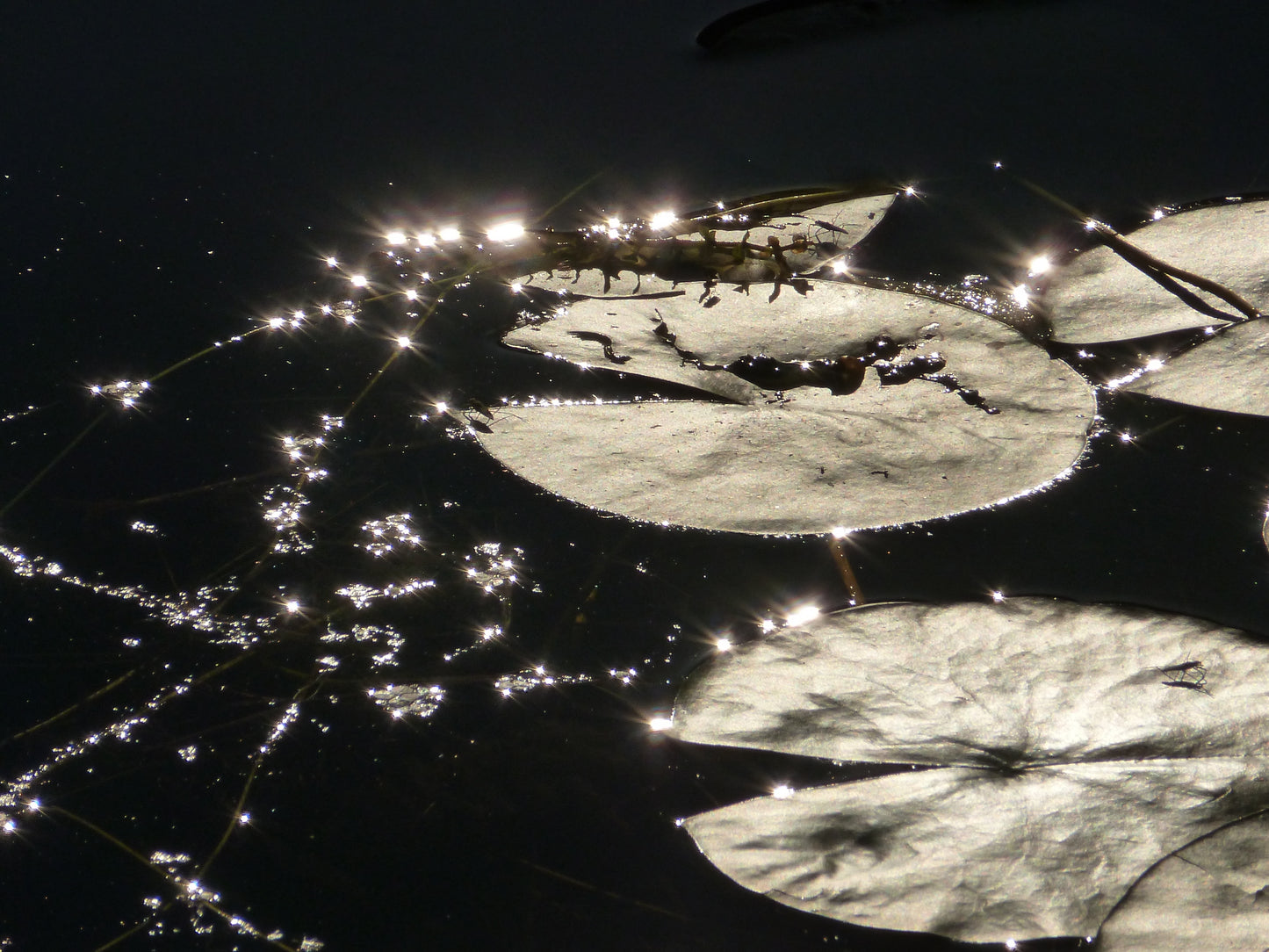 Photo's by Nicole Horlor, Kingston, ON Canada