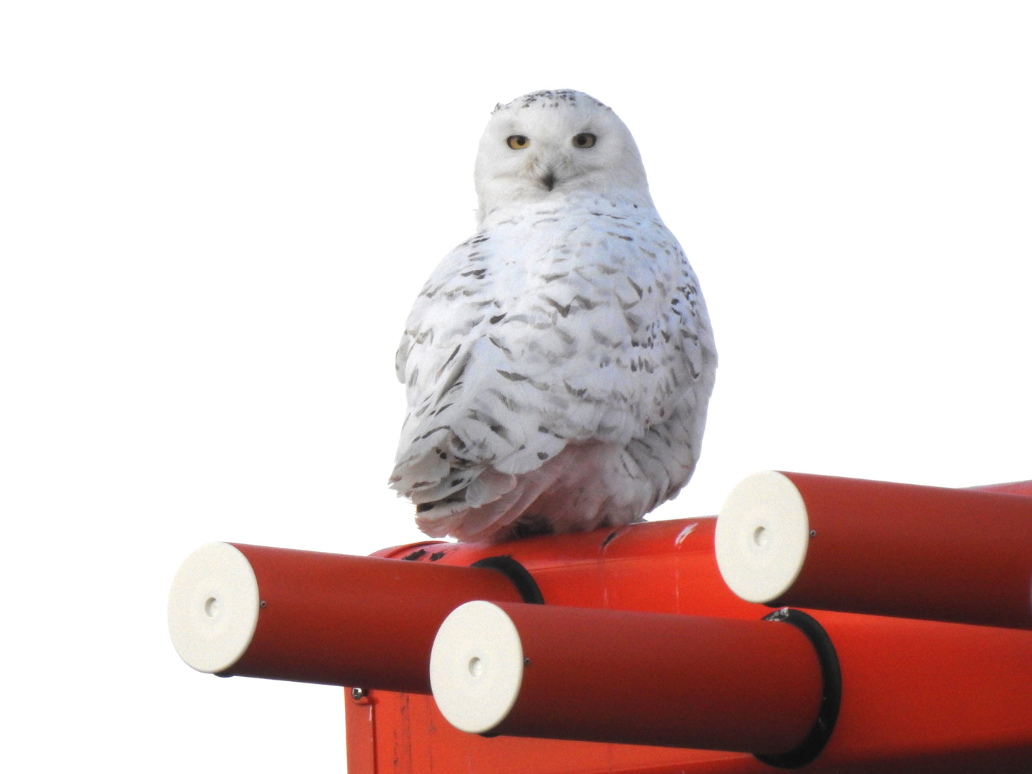 Snowy Owl