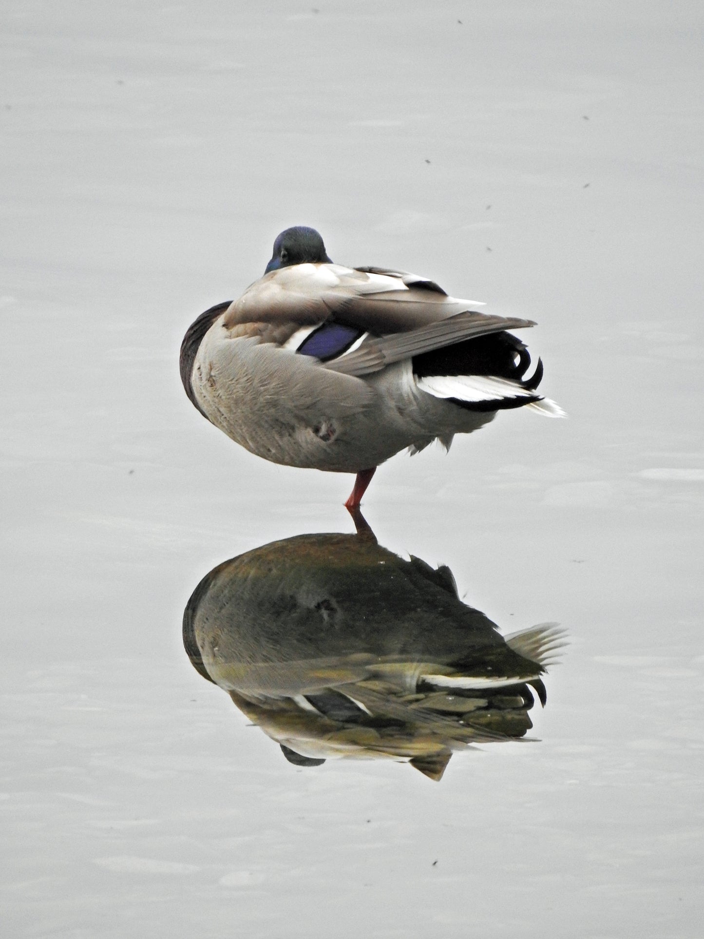 Photo by Nicole Horlor, Kingston, ON Canada