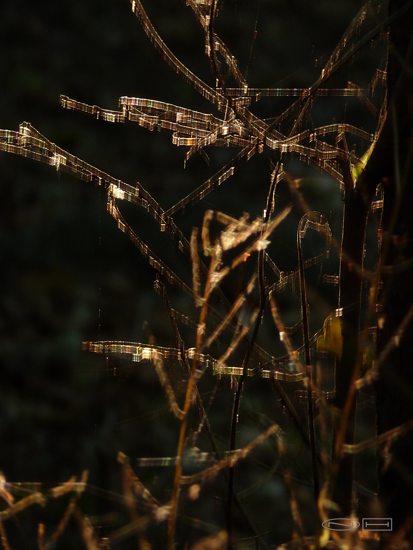 Photo's by Nicole Horlor, Lemoine Point, Kingston, ON, Canada