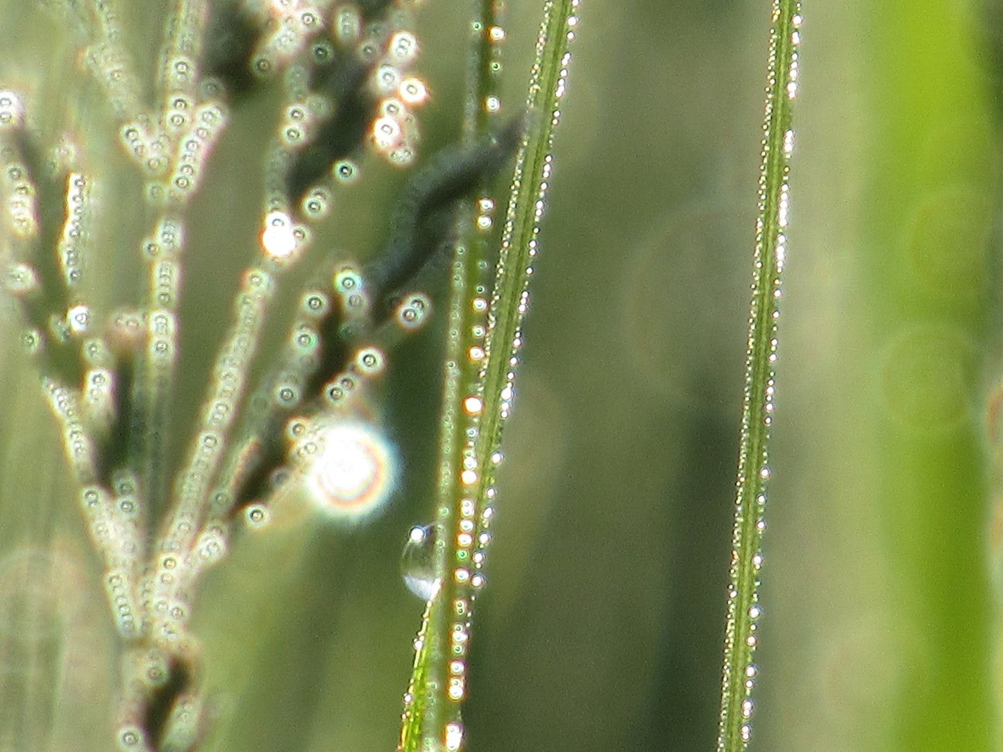 Every blade of grass