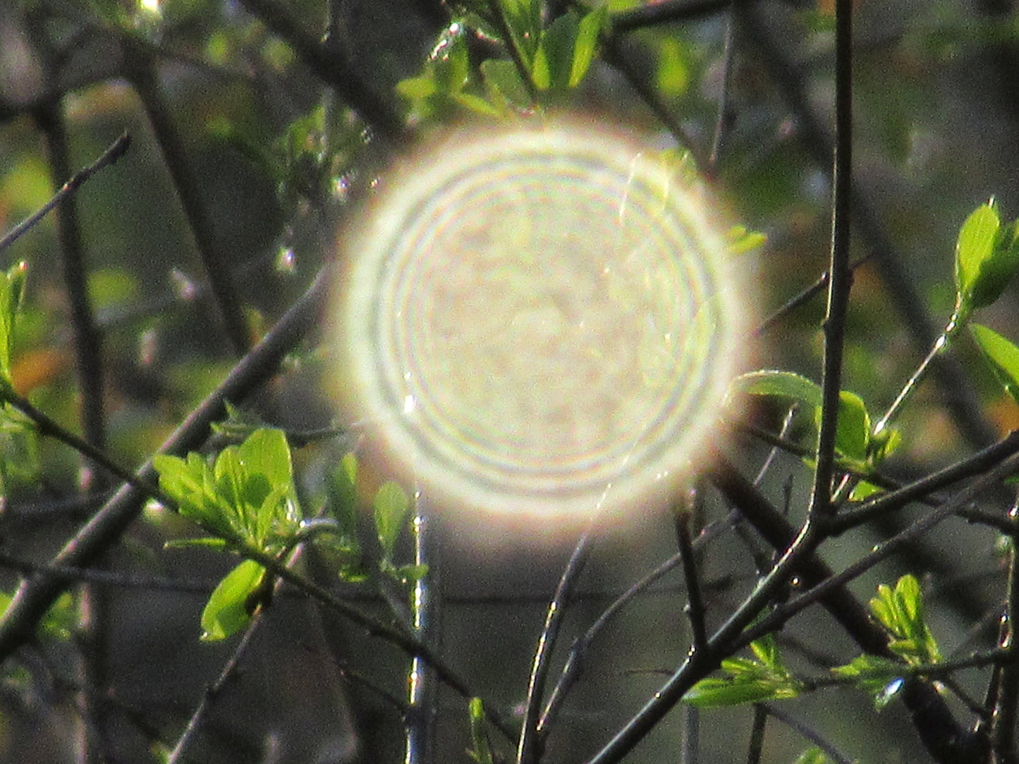 Photo's by Nicole Horlor, Lemoine Point, Kingston, ON, Canada