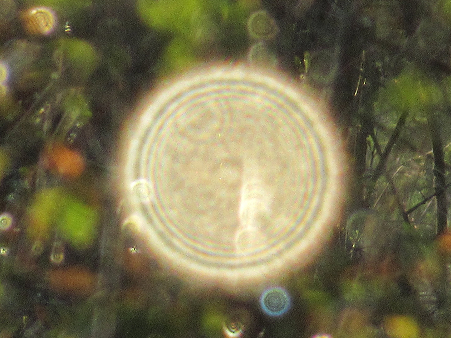 Photo's by Nicole Horlor, Lemoine Point, Kingston, ON, Canada