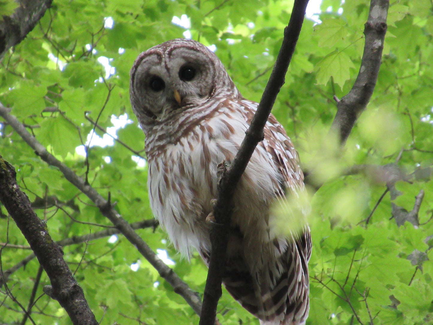 Photo's by Nicole Horlor, Lemoine Point, Kingston, ON, Canada