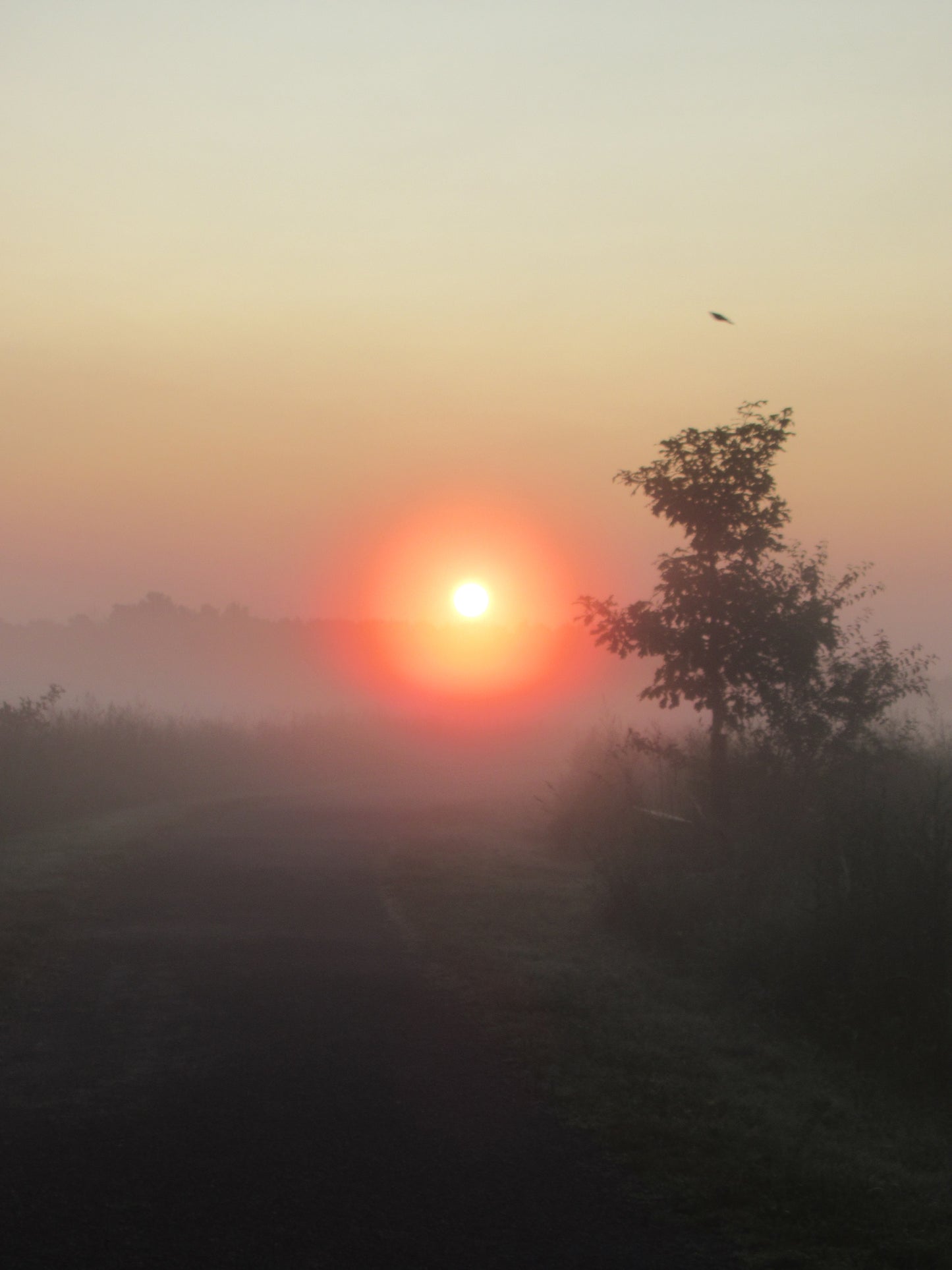 Photo's by Nicole Horlor, Lemoine Point, Kingston, ON, Canada