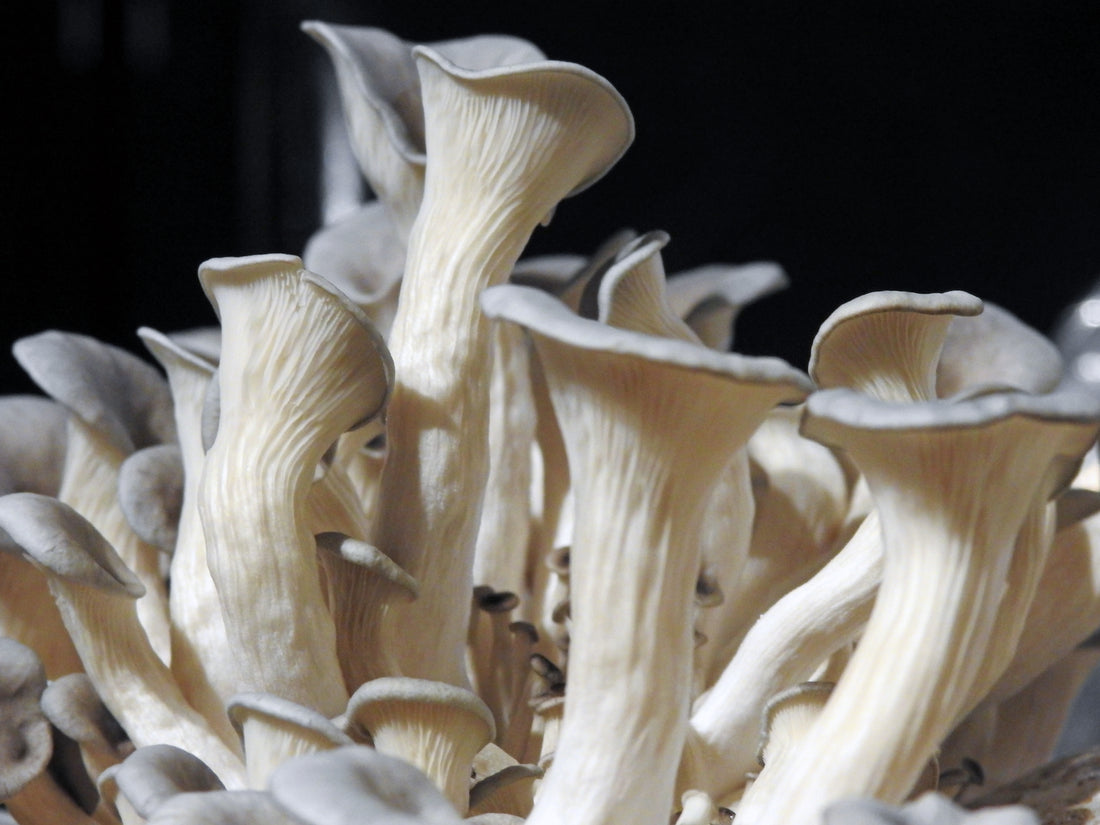 Growing mushrooms at home