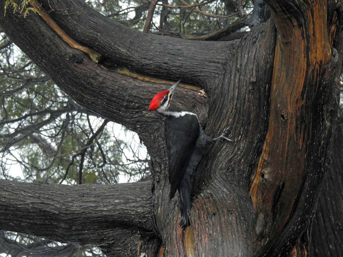 Woodpecker