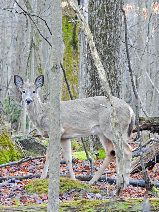 Photos by Nicole Horlor, Kingston, ON, Canada