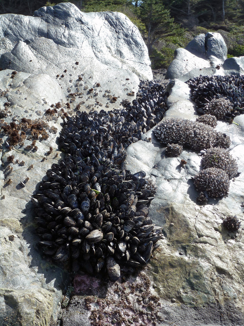 On the way - Point no point - heart pebble