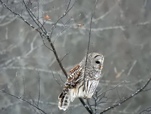 Photo by Nicole Horlor, Kingston, ON Canada