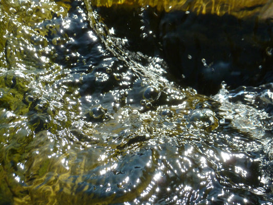 Photo's by Nicole Horlor, Kingston, ON, Canada