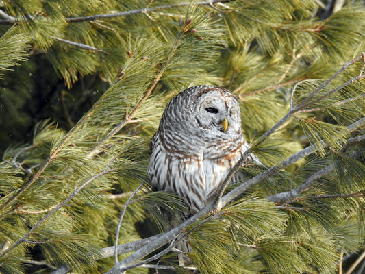 Warming in the morning sun