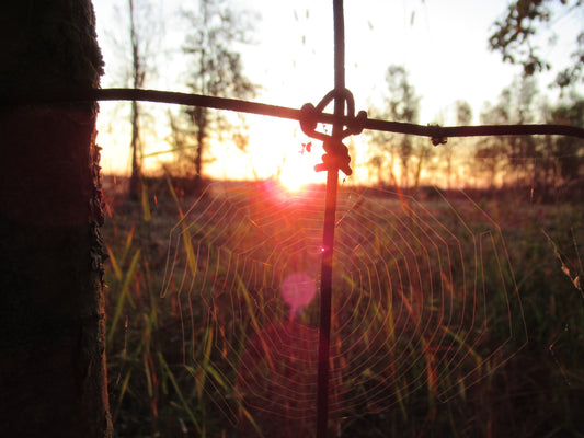 Photos by Nicole Horlor, Kingston, ON, Canada