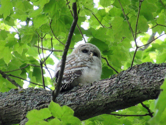 Photo's by Nicole Horlor, Lemoine Point, Kingston, ON, Canada