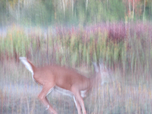 Photos by Nicole Horlor, Kingston, ON, Canada