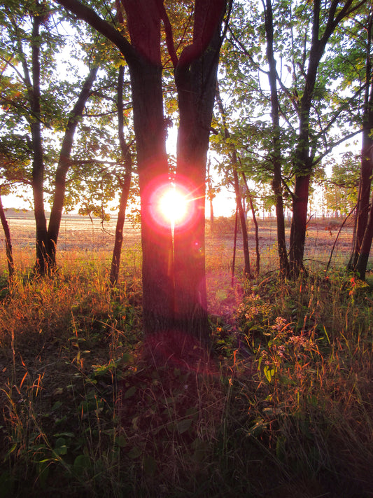 Photos by Nicole Horlor, Kingston, ON, Canada