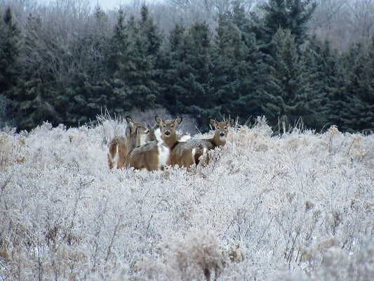 Photo's by Nicole Horlor, Lemoine Point, Kingston, ON, Canada